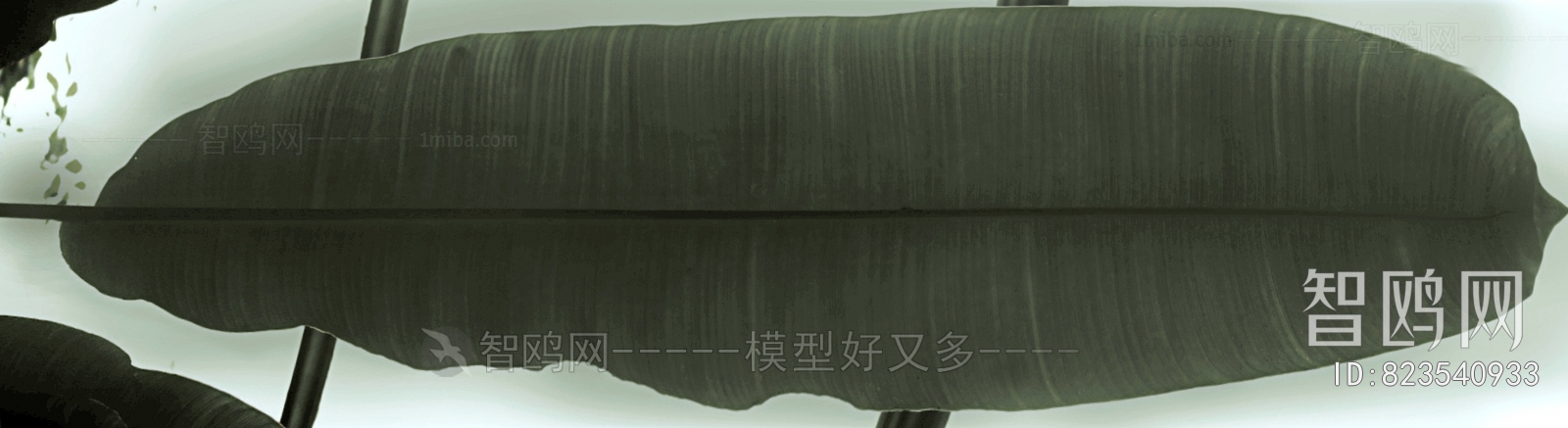 植物树叶