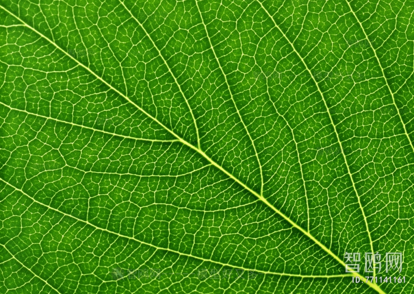 Plant Leaves