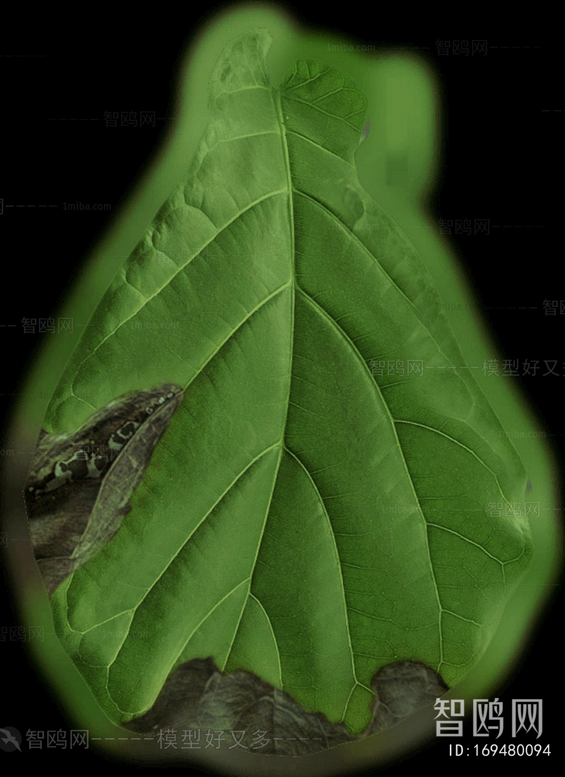 植物树叶
