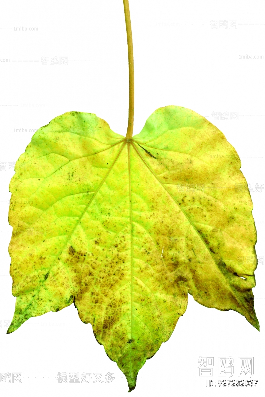 植物树叶