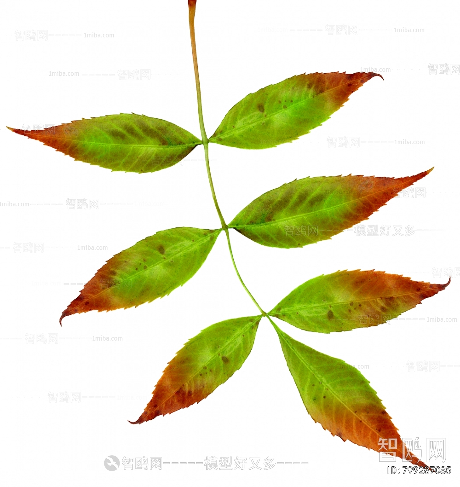 Plant Leaves