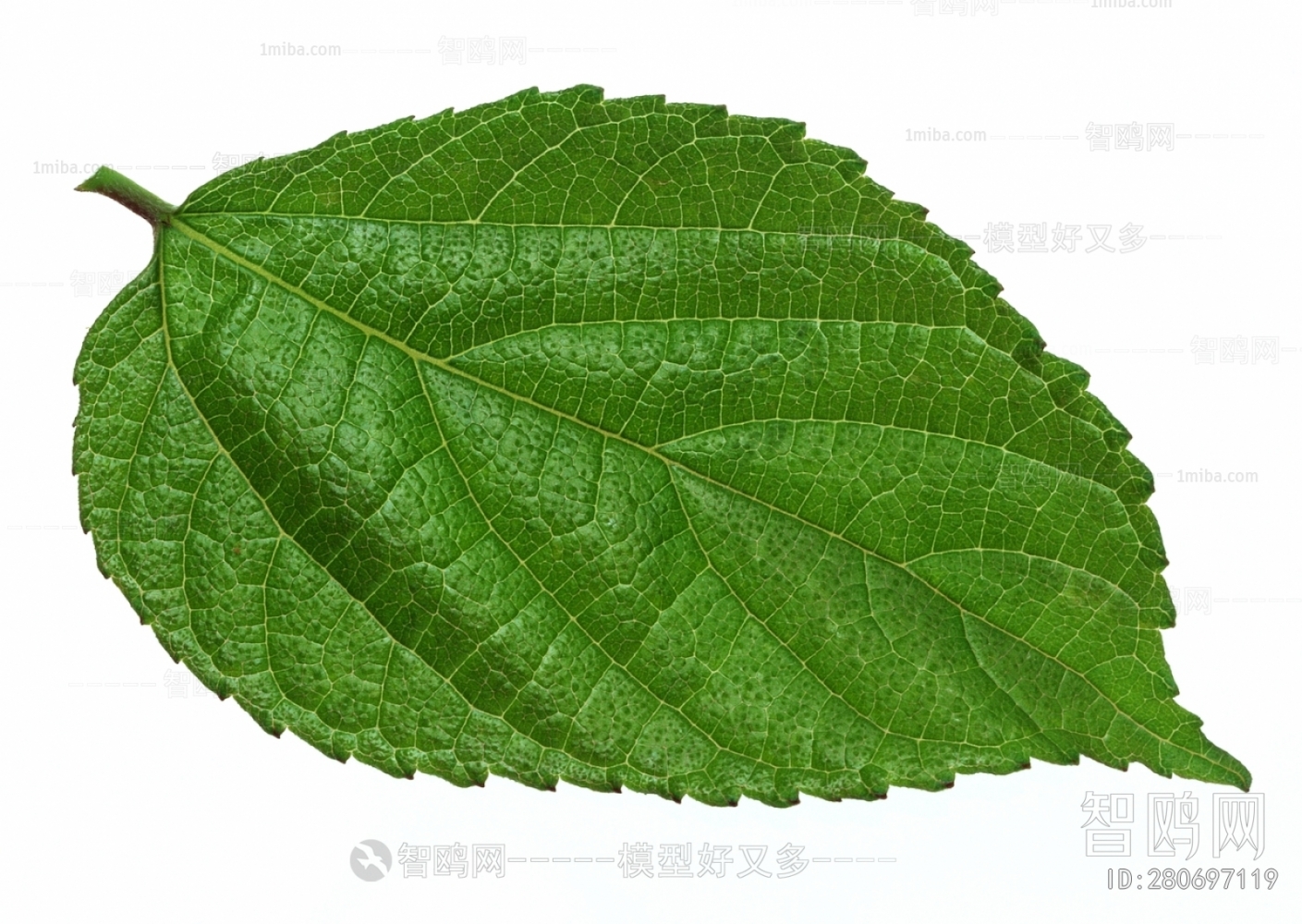 Plant Leaves