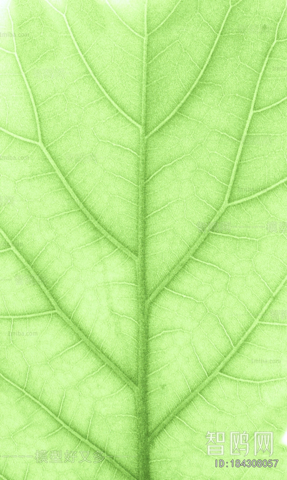 Plant Leaves