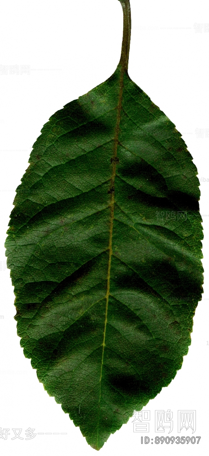 Plant Leaves
