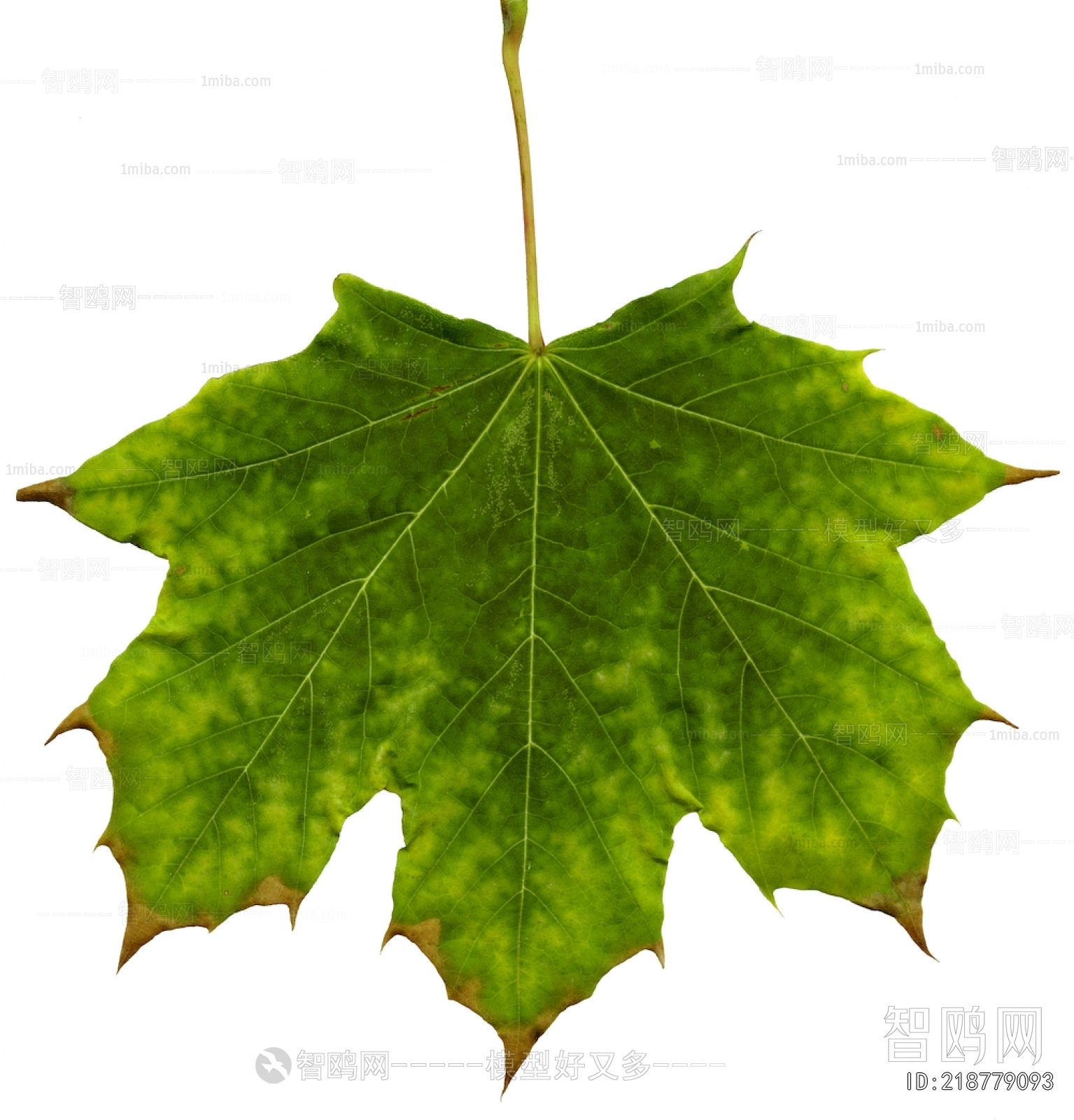 植物树叶