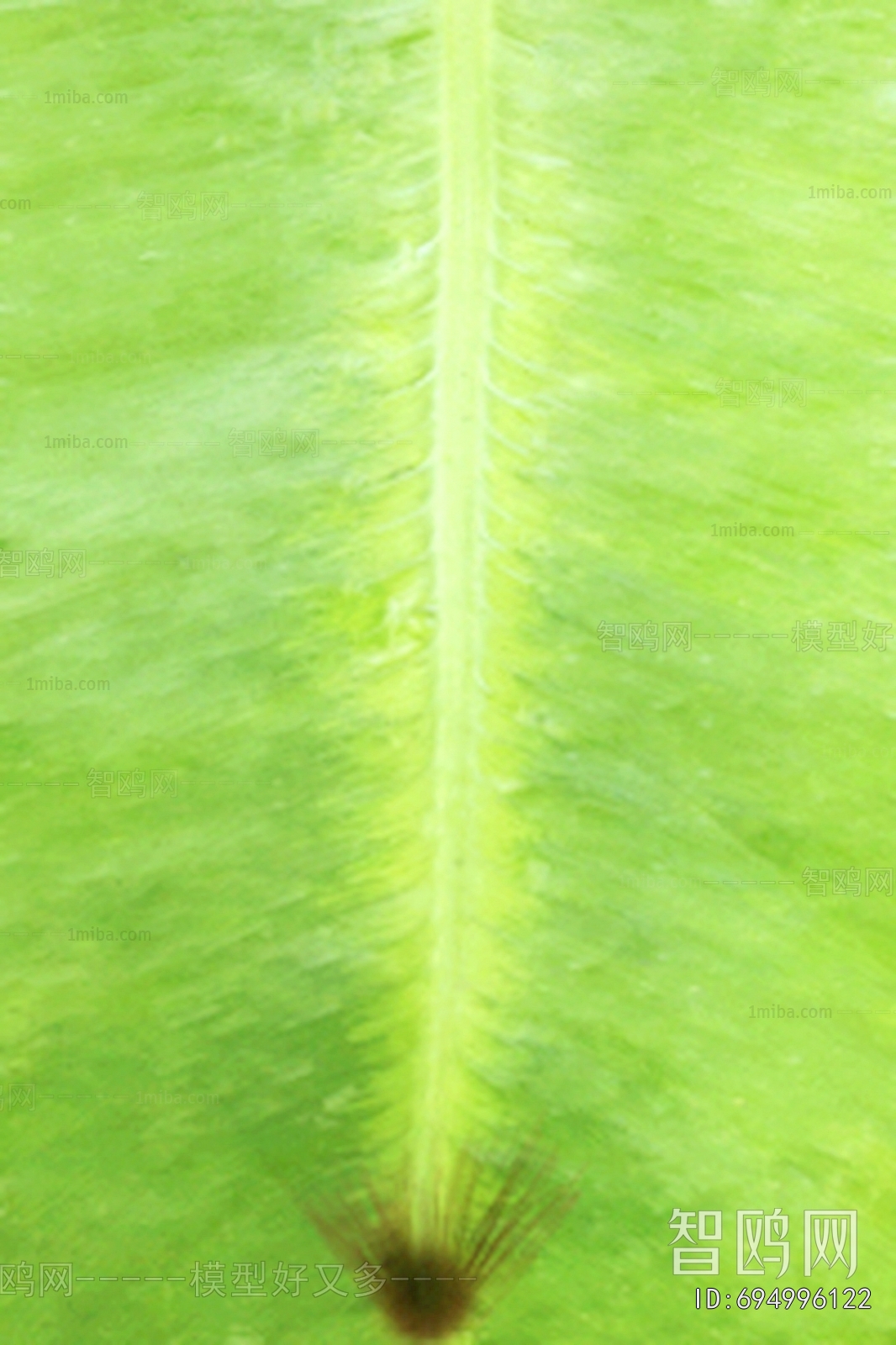 植物树叶