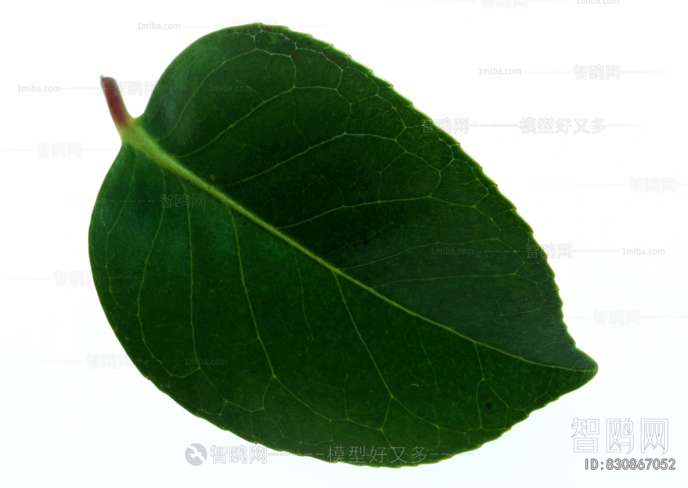 Plant Leaves