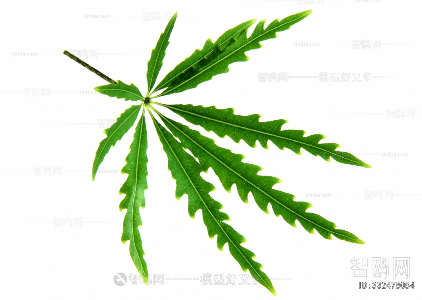 Plant Leaves