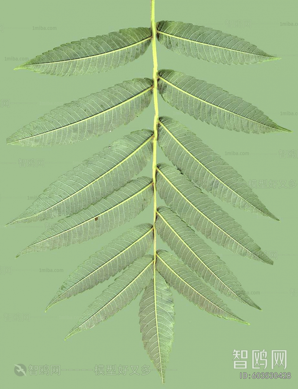 Plant Leaves