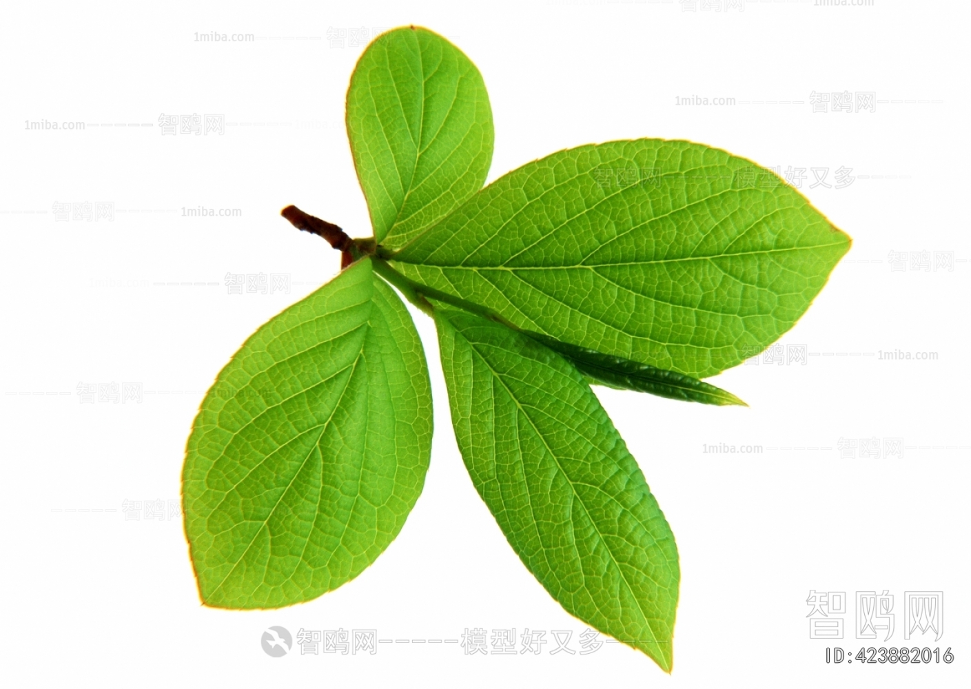 Plant Leaves