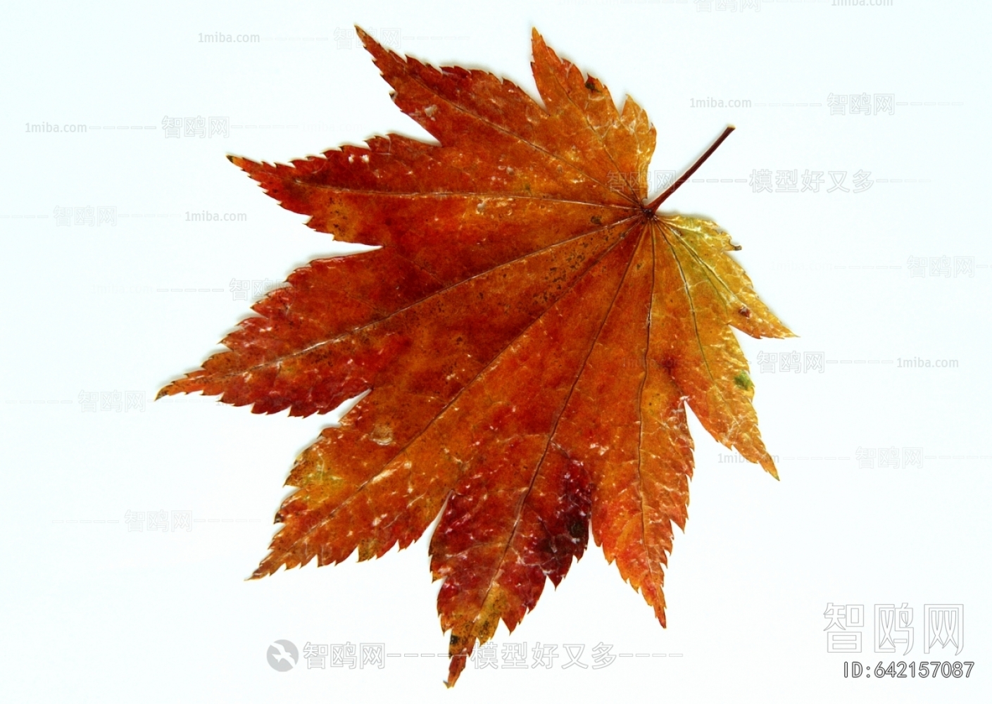 植物树叶