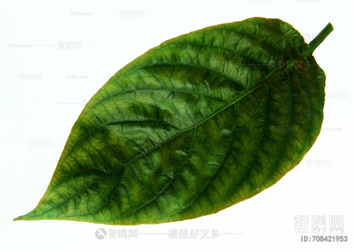 Plant Leaves