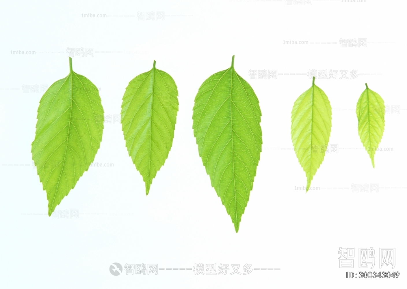 Plant Leaves