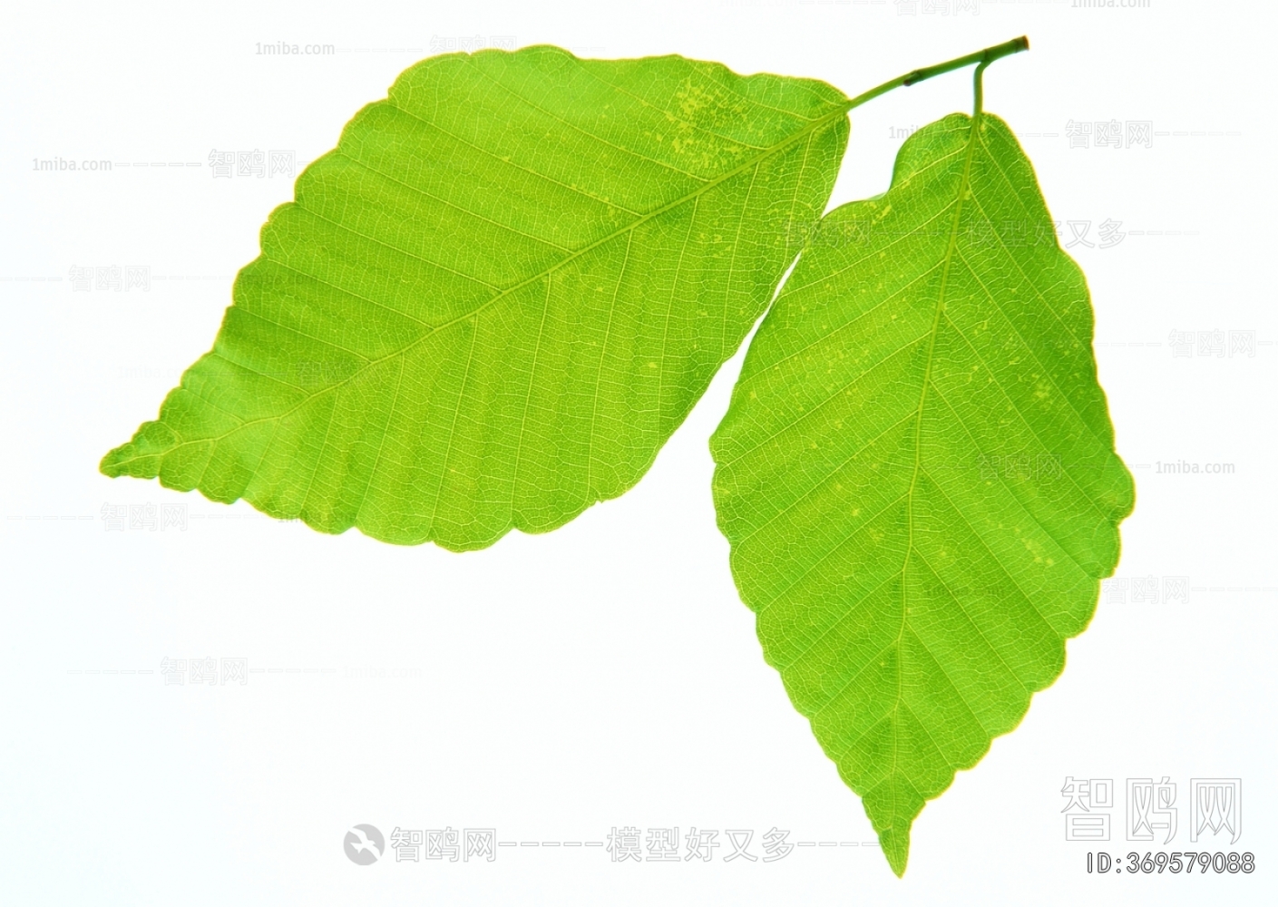Plant Leaves