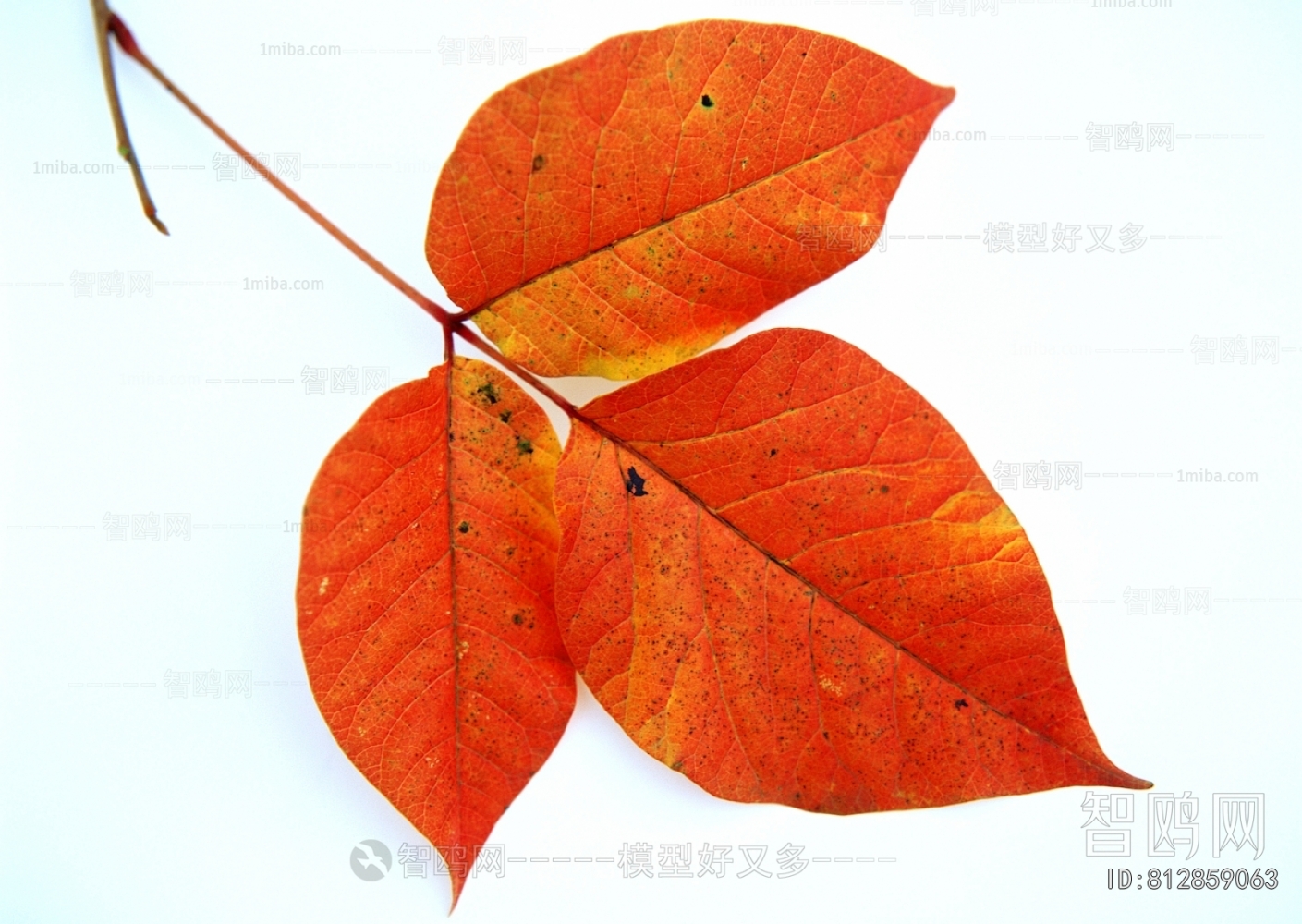 植物树叶