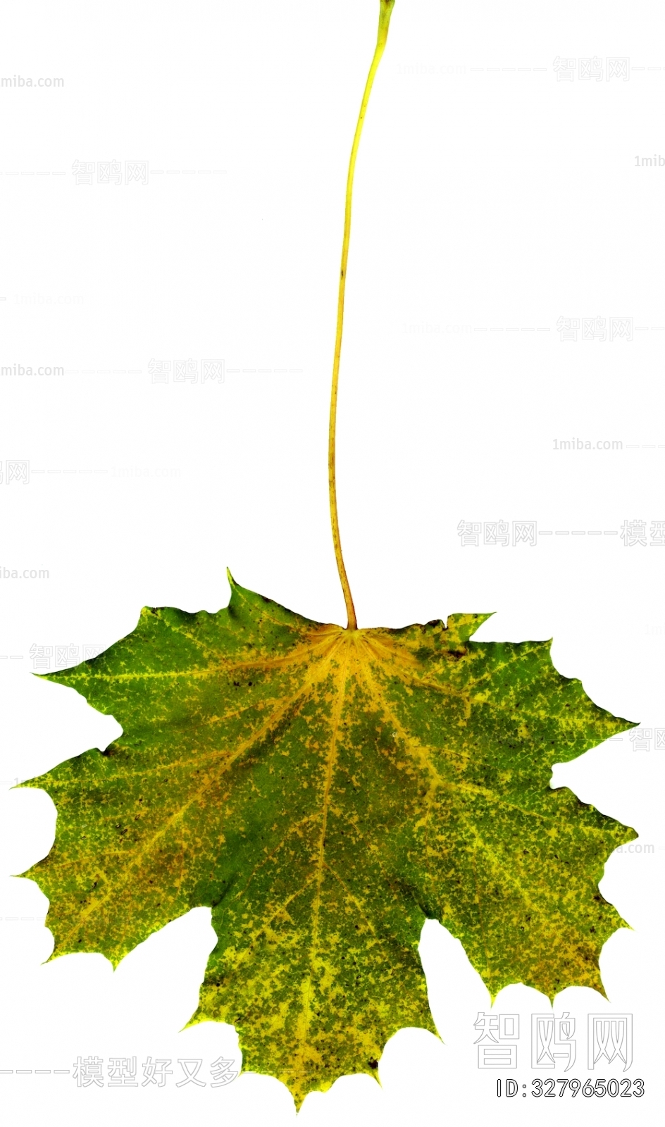 植物树叶