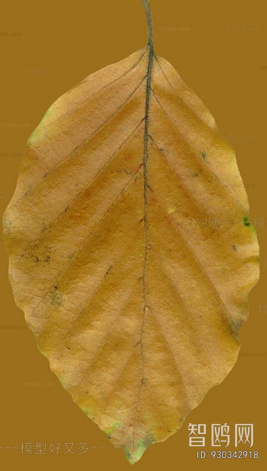 Plant Leaves