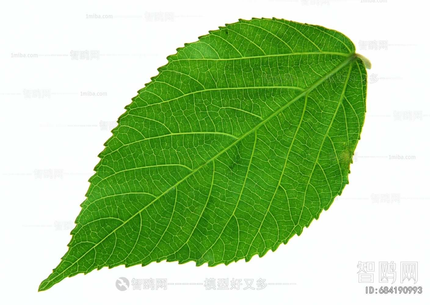 Plant Leaves