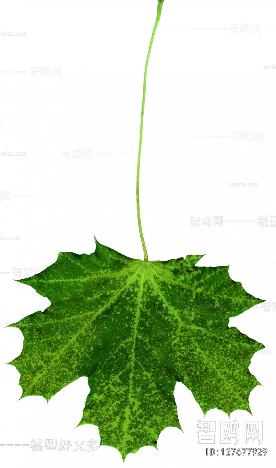 Plant Leaves