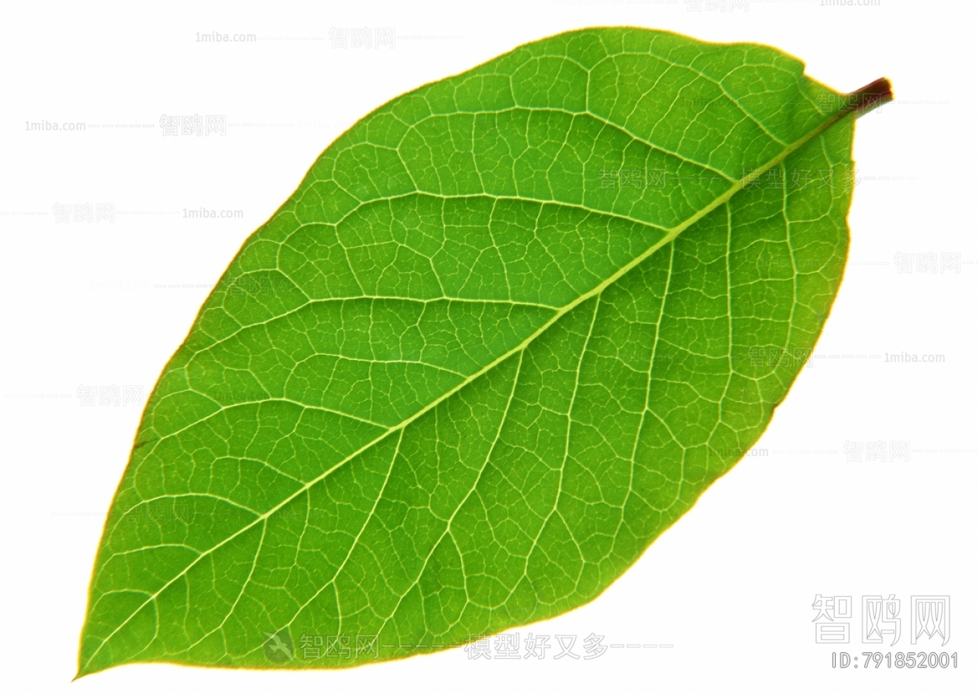 Plant Leaves