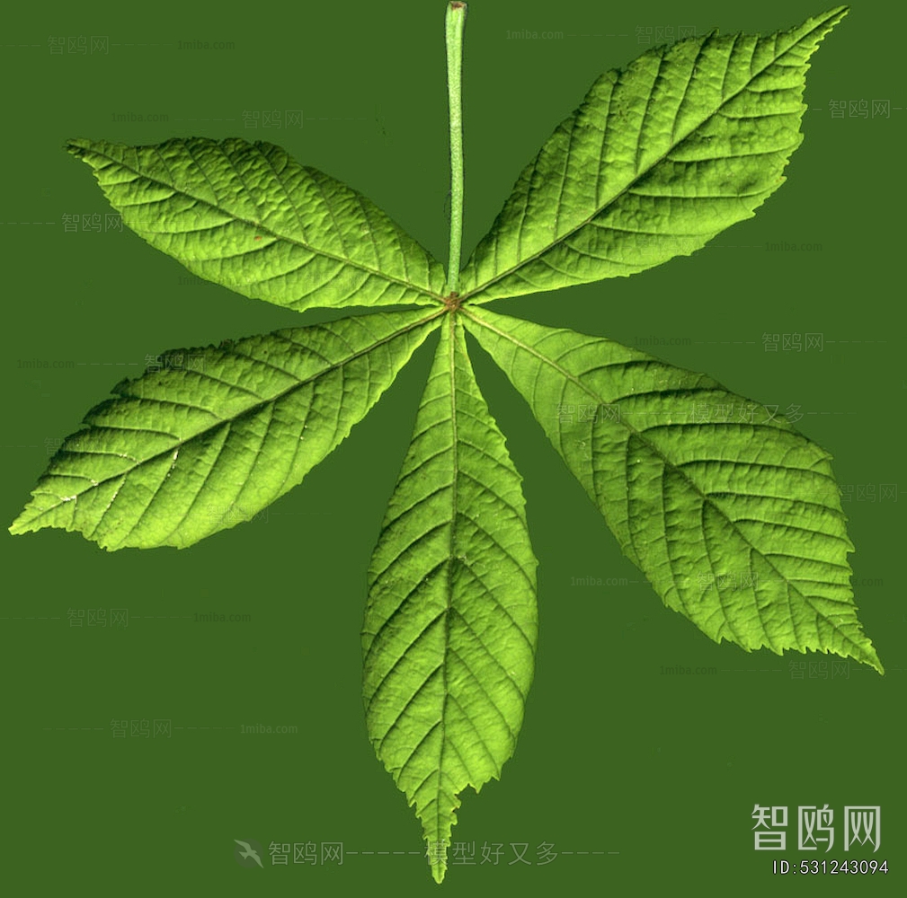 Plant Leaves