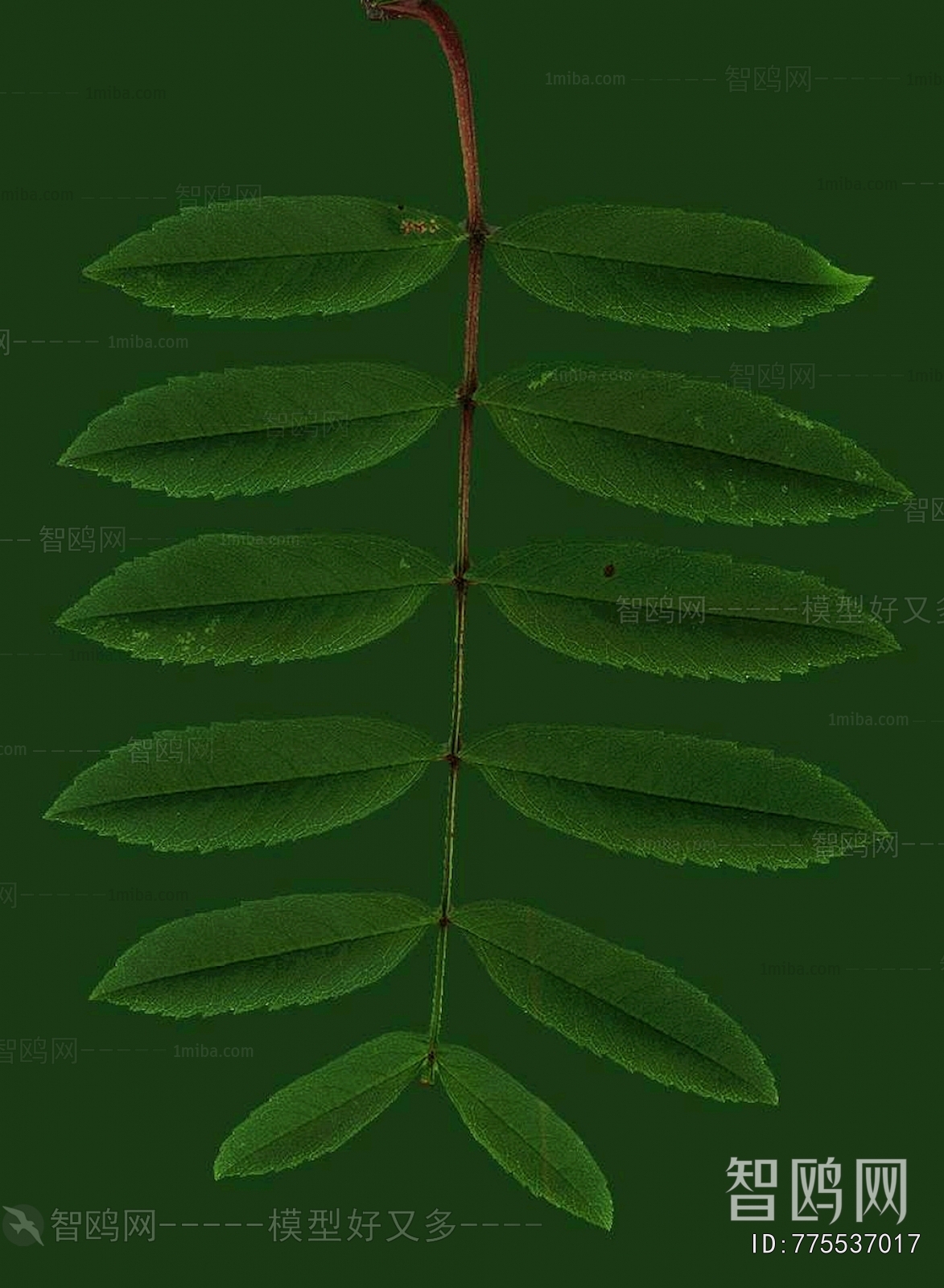 Plant Leaves