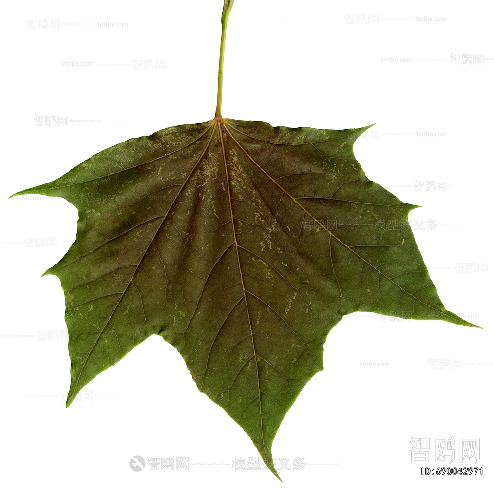 Plant Leaves