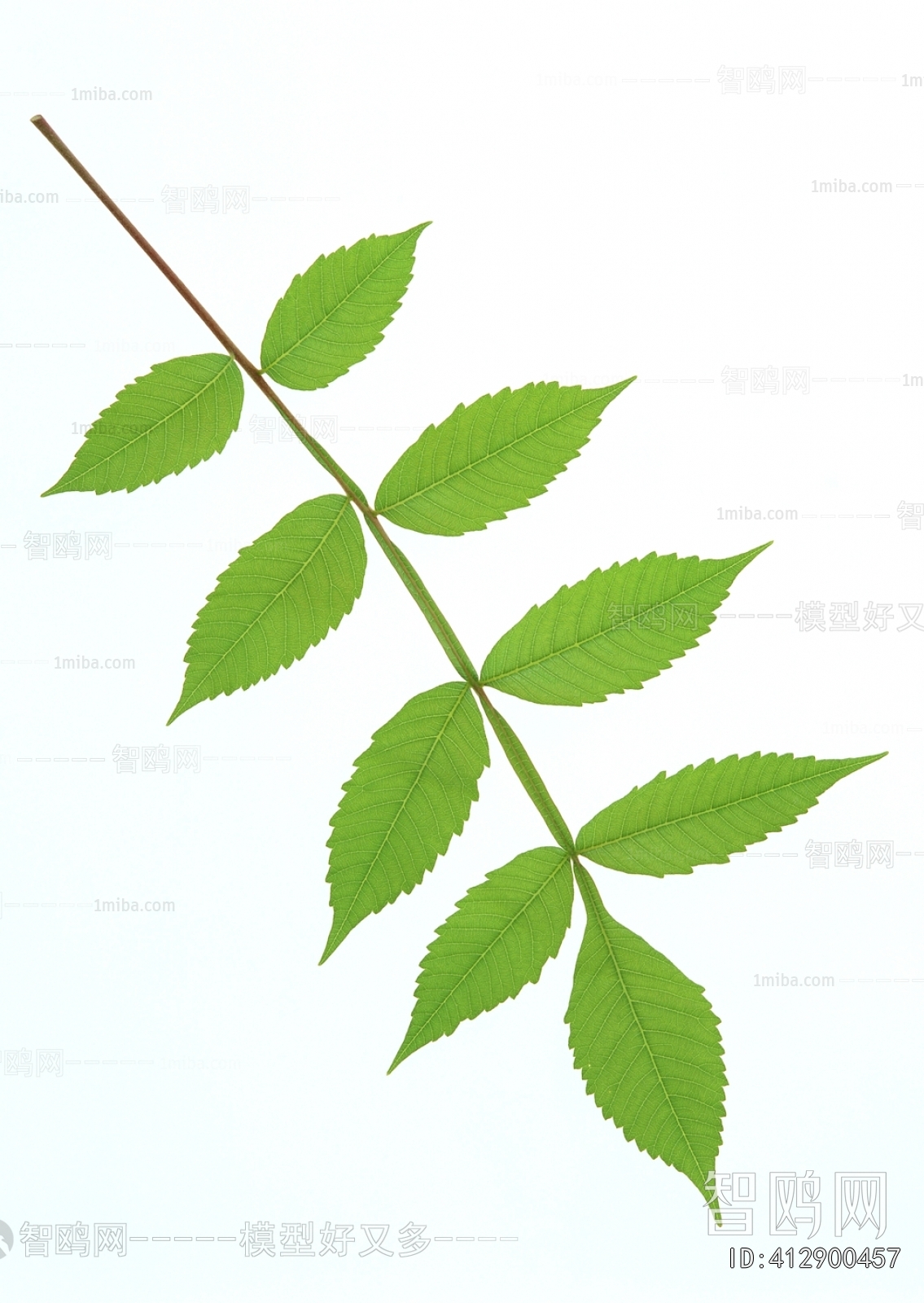 Plant Leaves