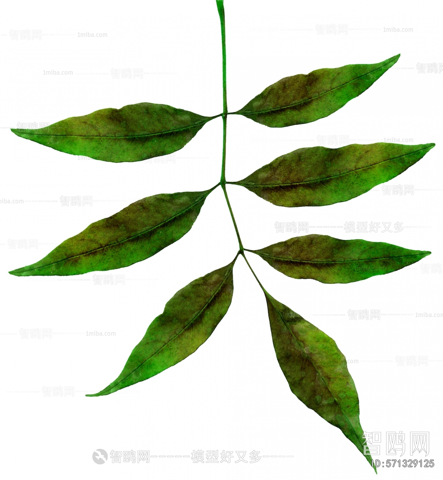 Plant Leaves