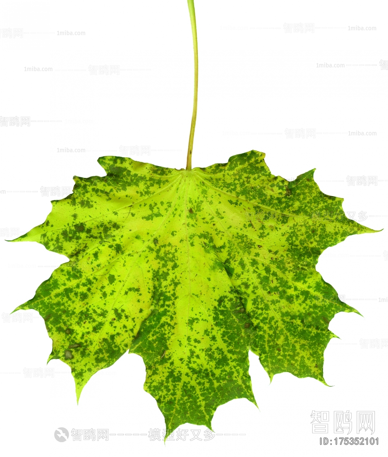 植物树叶