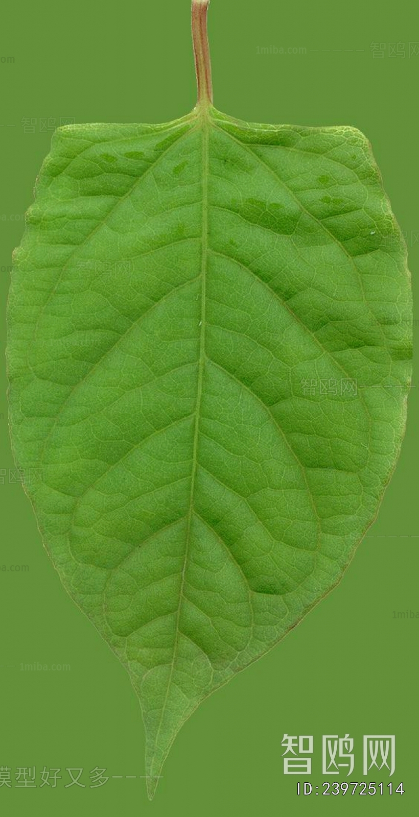 Plant Leaves
