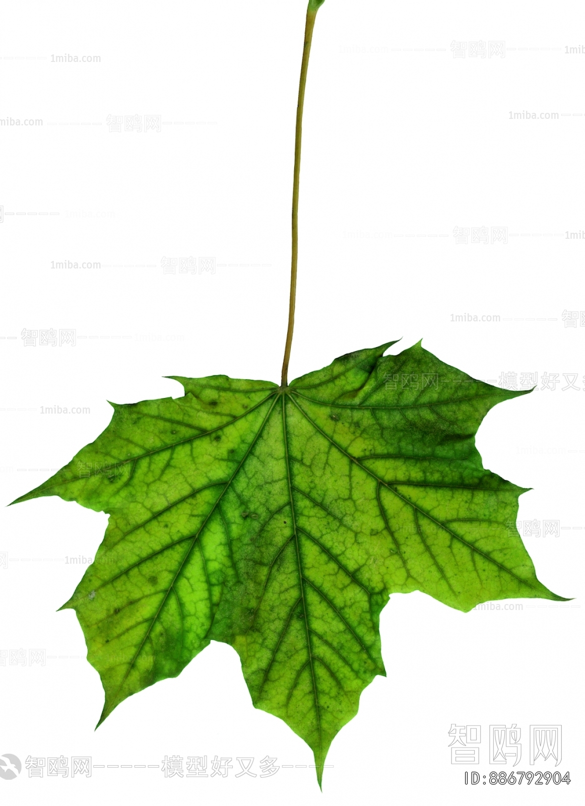 Plant Leaves