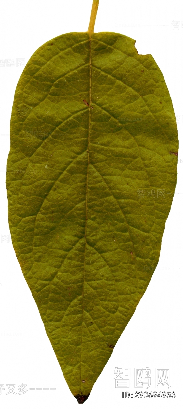 Plant Leaves