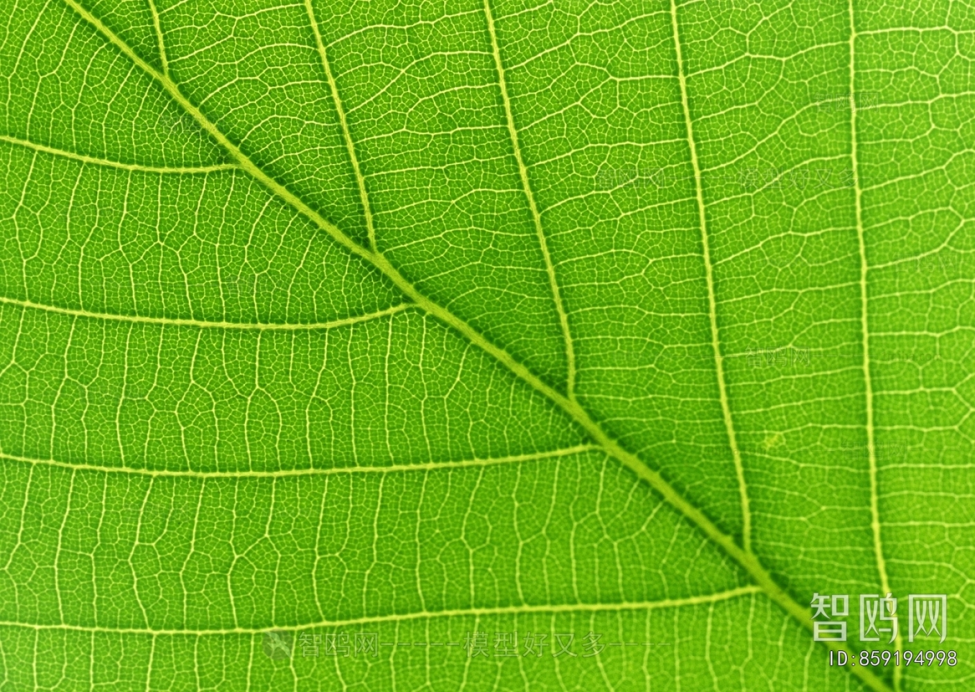 Plant Leaves