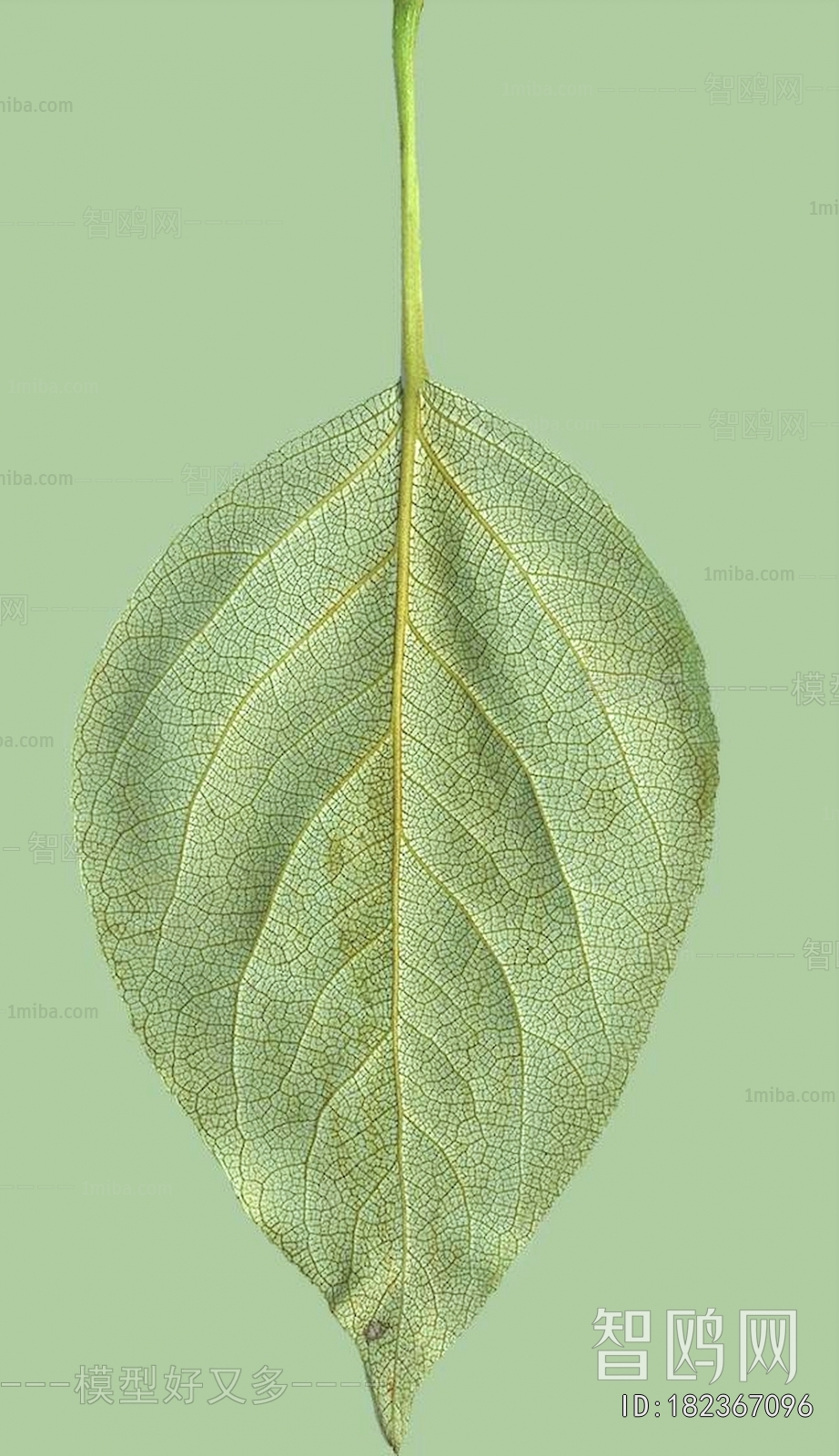 Plant Leaves