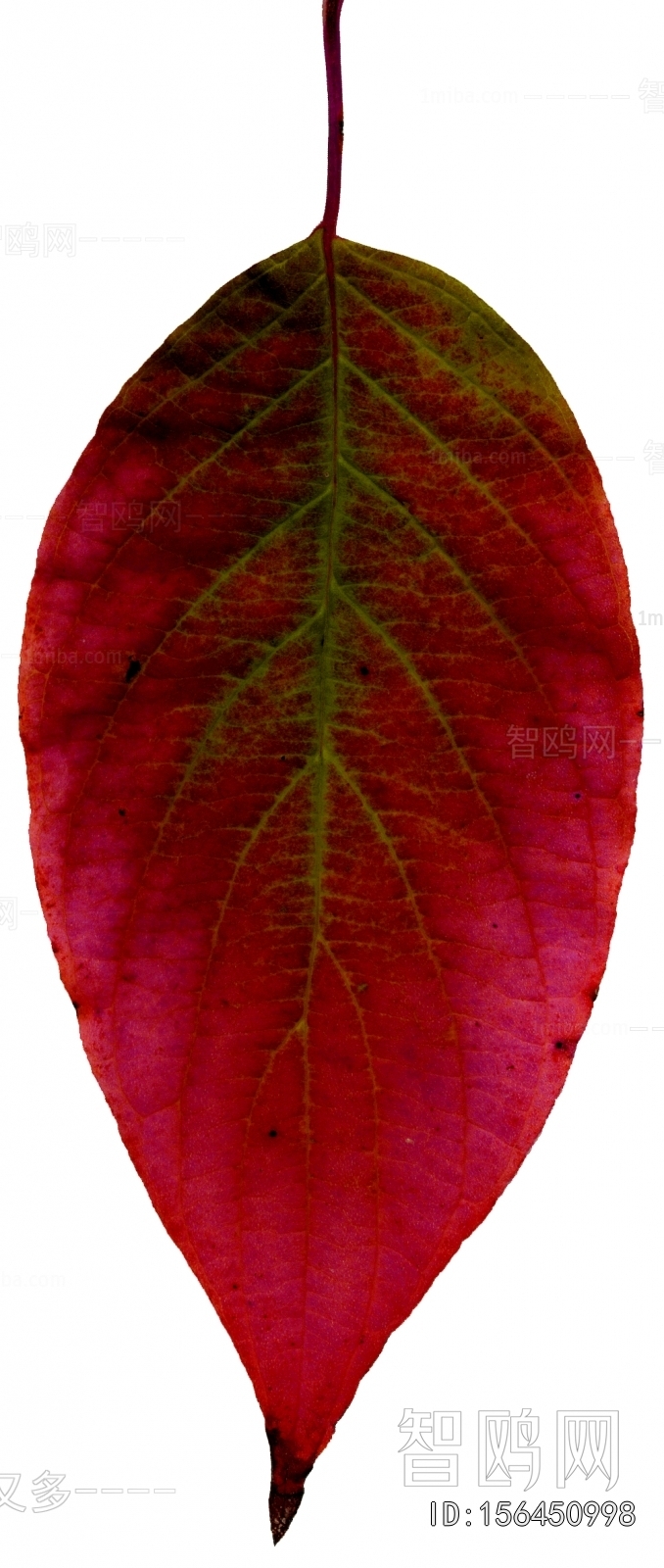 Plant Leaves