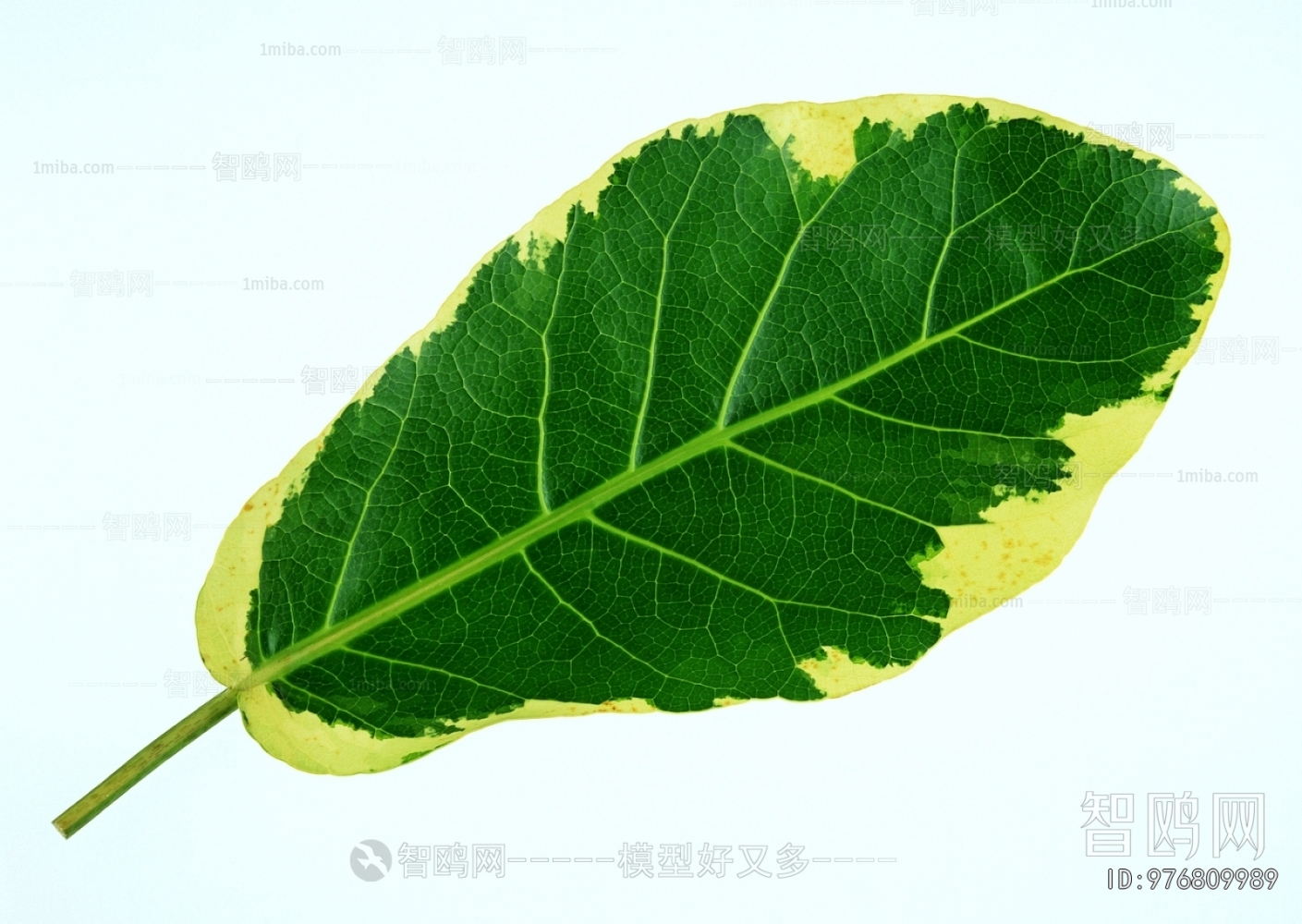 Plant Leaves