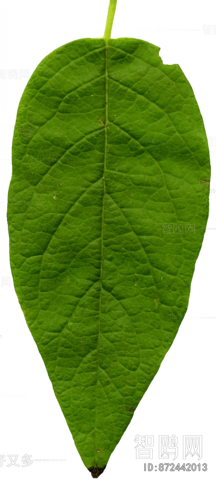 Plant Leaves