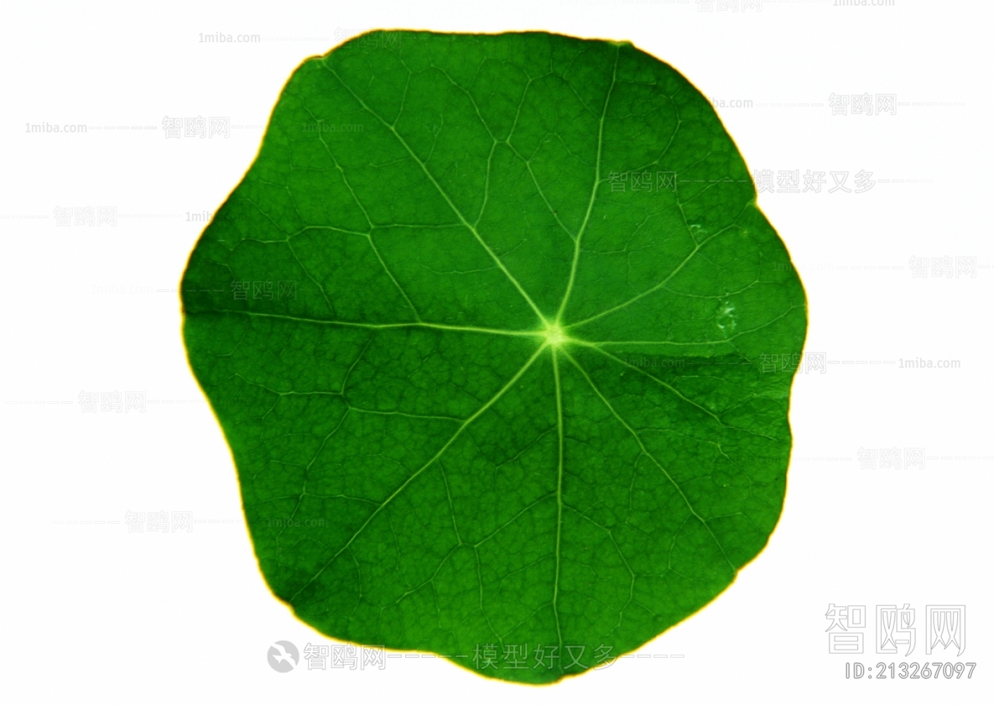 Plant Leaves