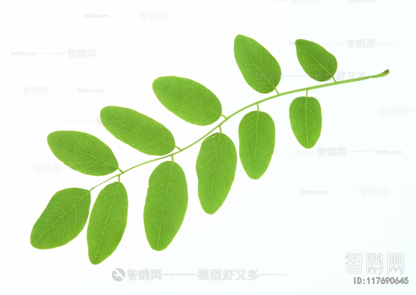 Plant Leaves
