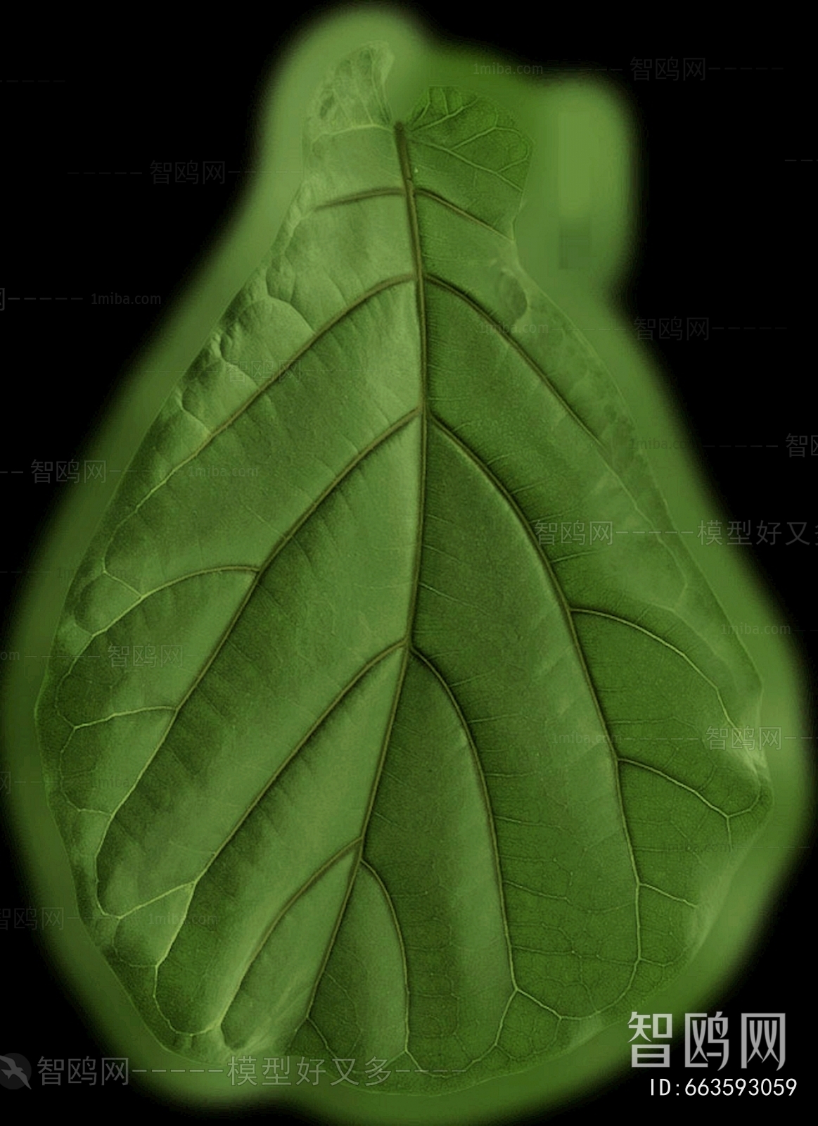 Plant Leaves
