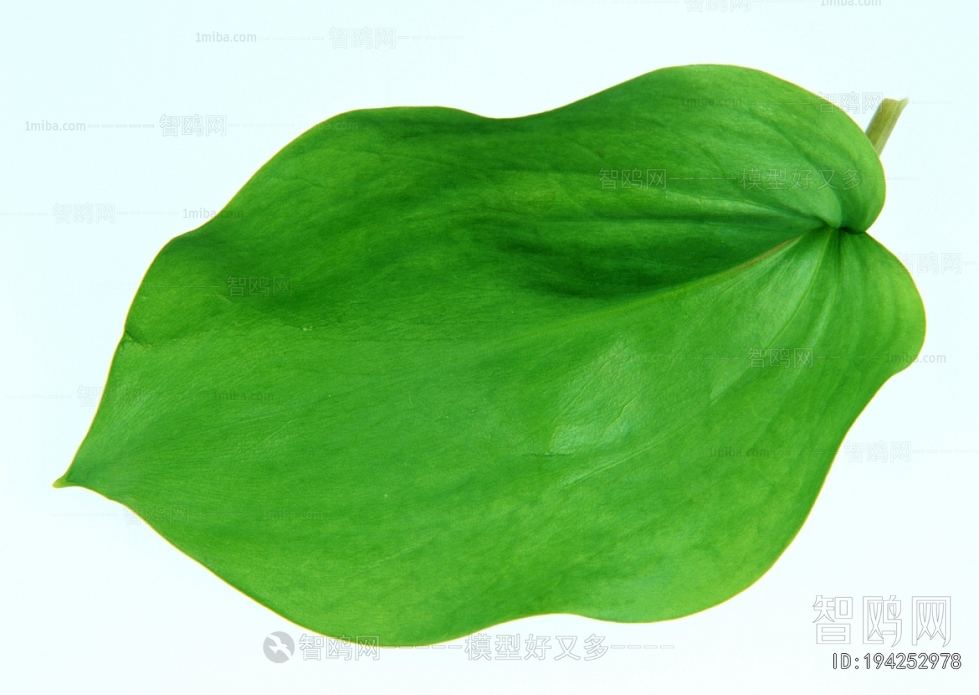 树叶