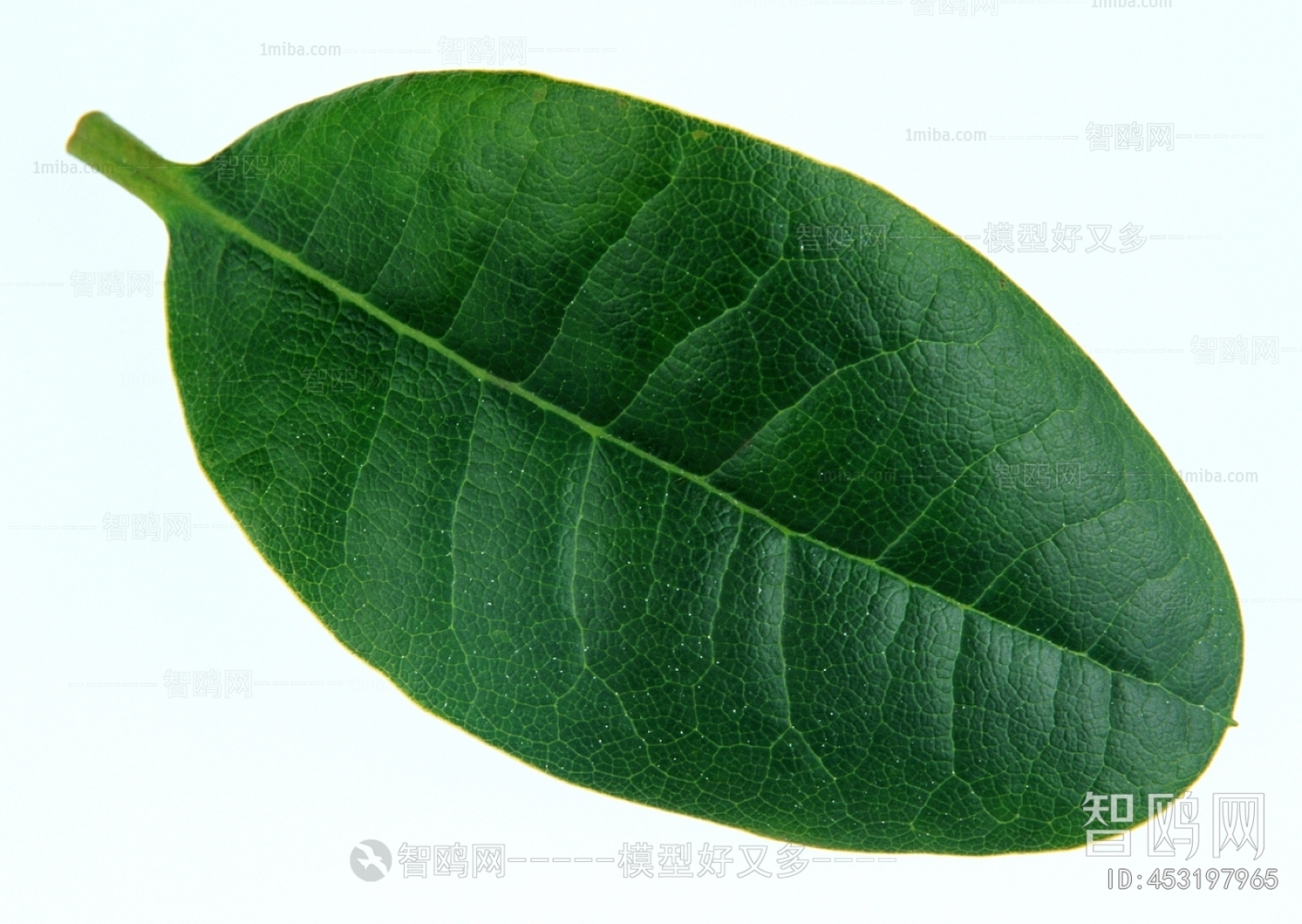 Plant Leaves