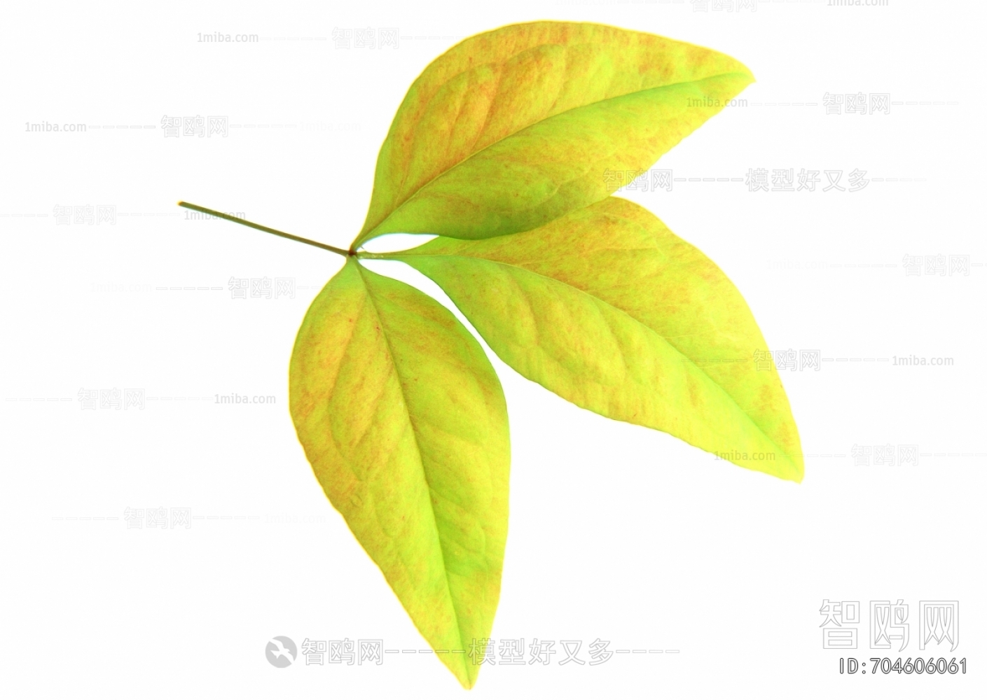 Plant Leaves