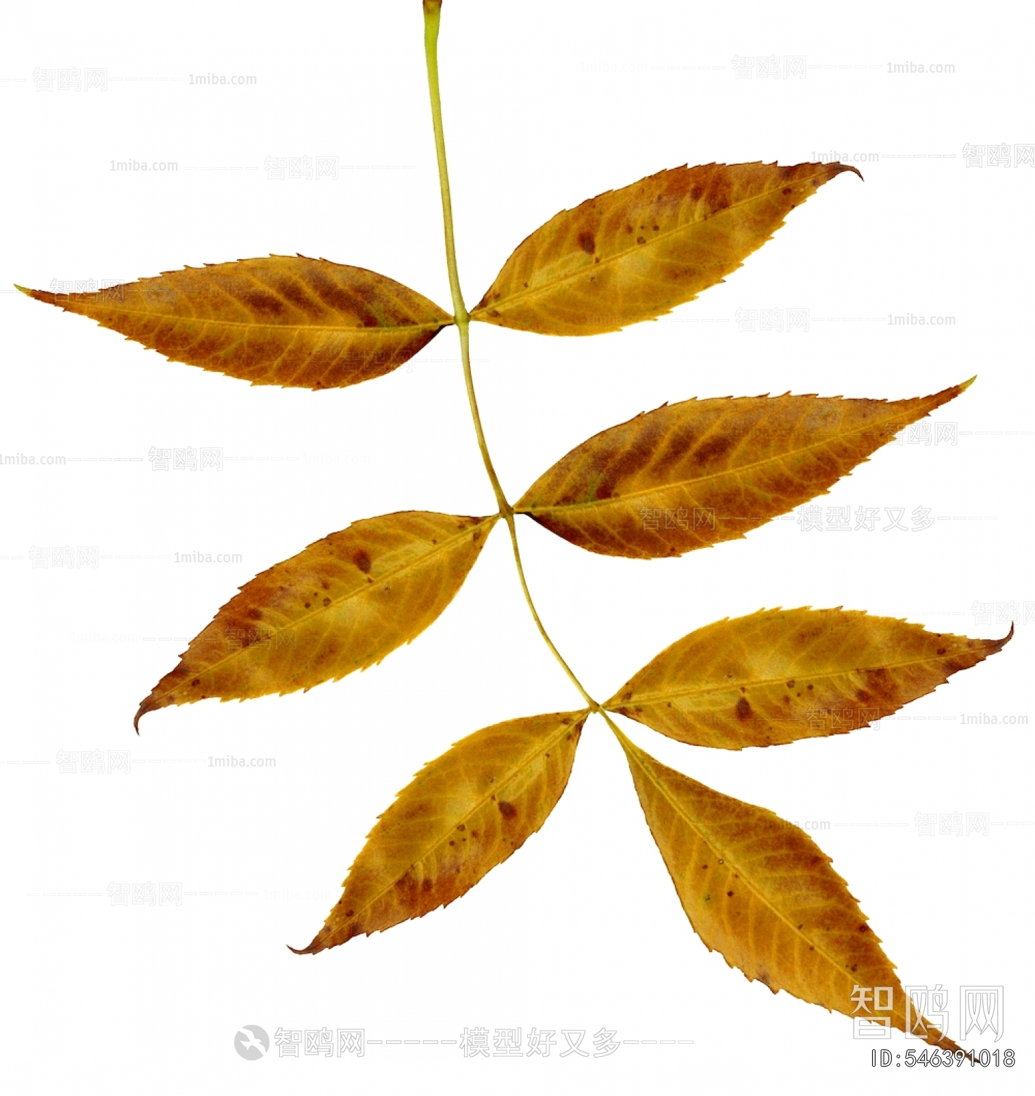 植物树叶