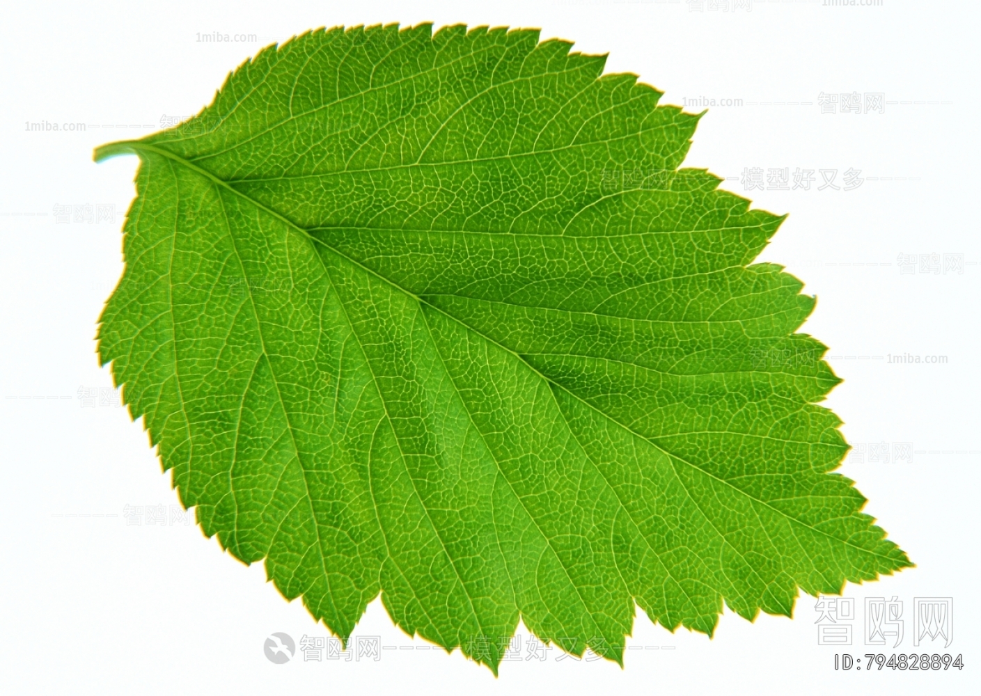 植物树叶