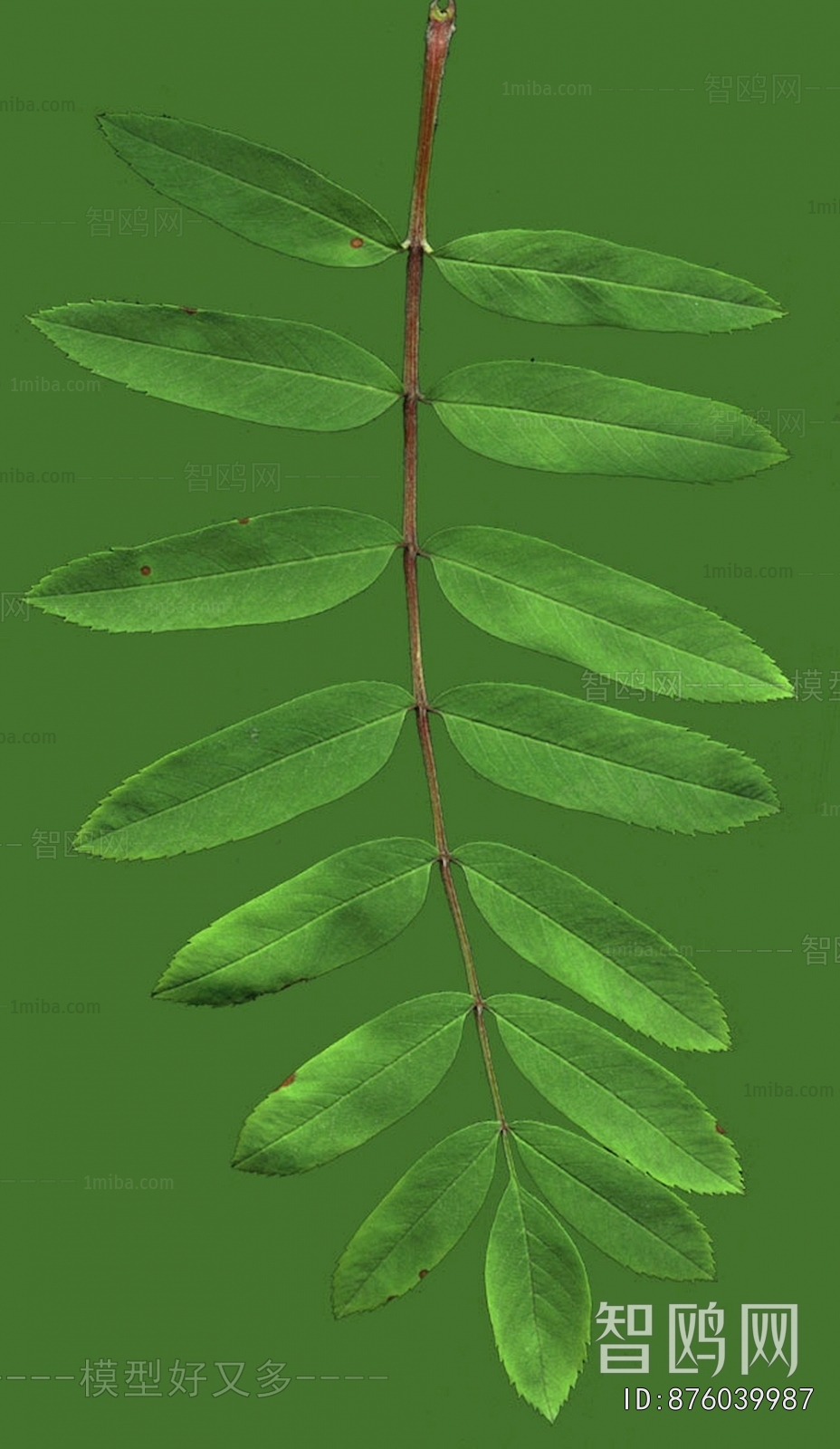 Plant Leaves