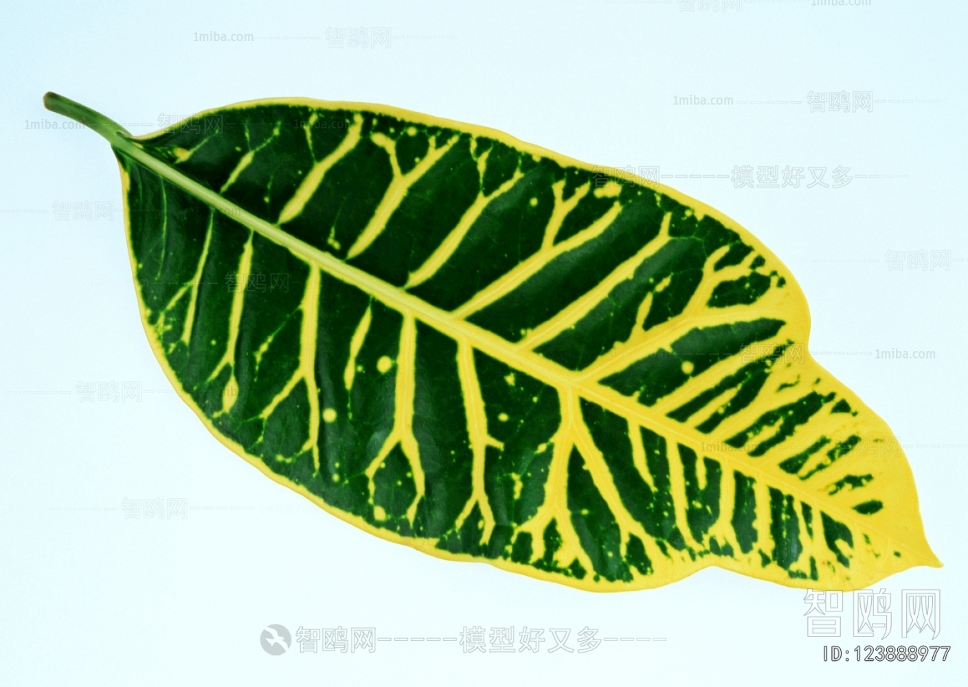 Plant Leaves