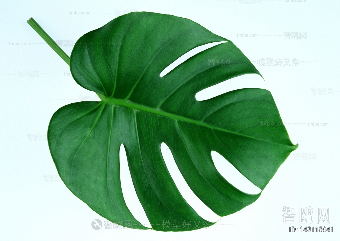 Plant Leaves