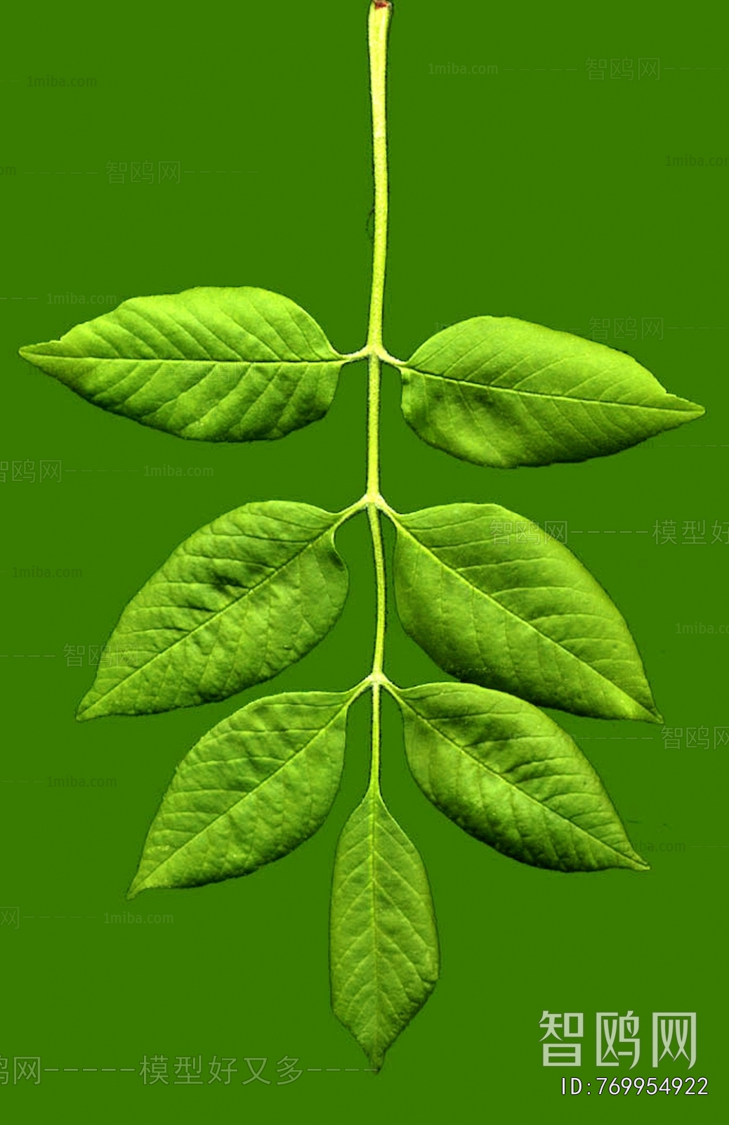 Plant Leaves